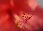 扶桑花