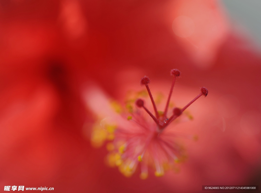 扶桑花