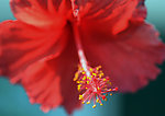 扶桑花