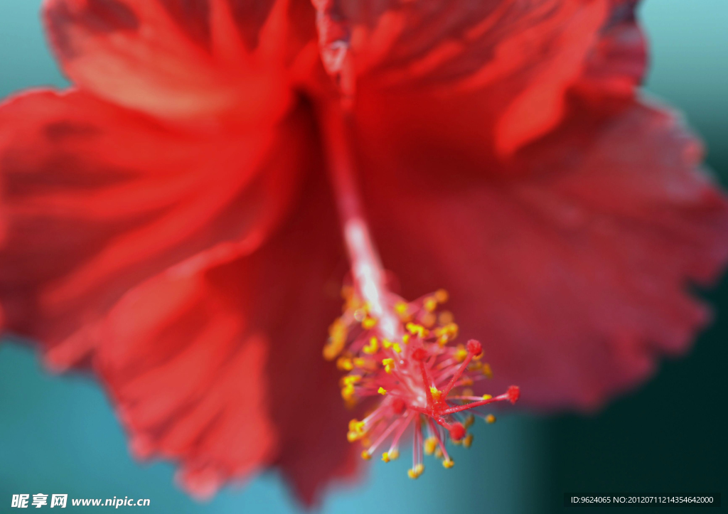扶桑花