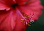 扶桑花