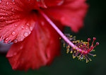 扶桑花