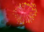 扶桑花