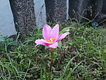 水仙花