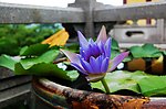 莲花
