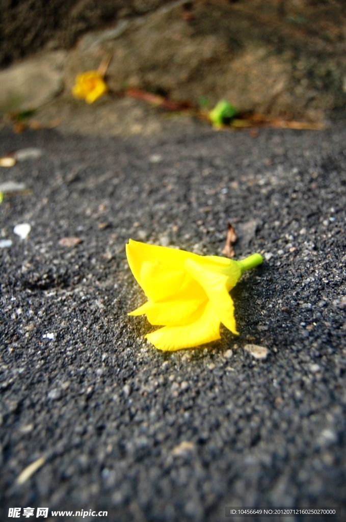 黄花