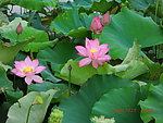 莲花