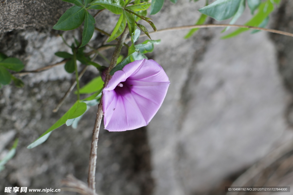 牵牛花