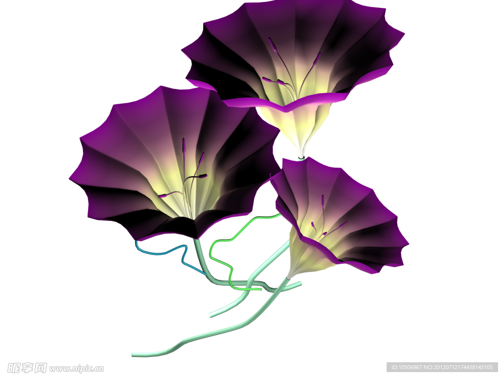 牵牛花