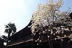 玉兰花