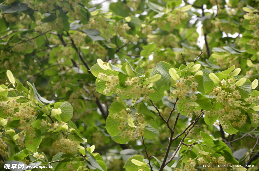 欧椴树花