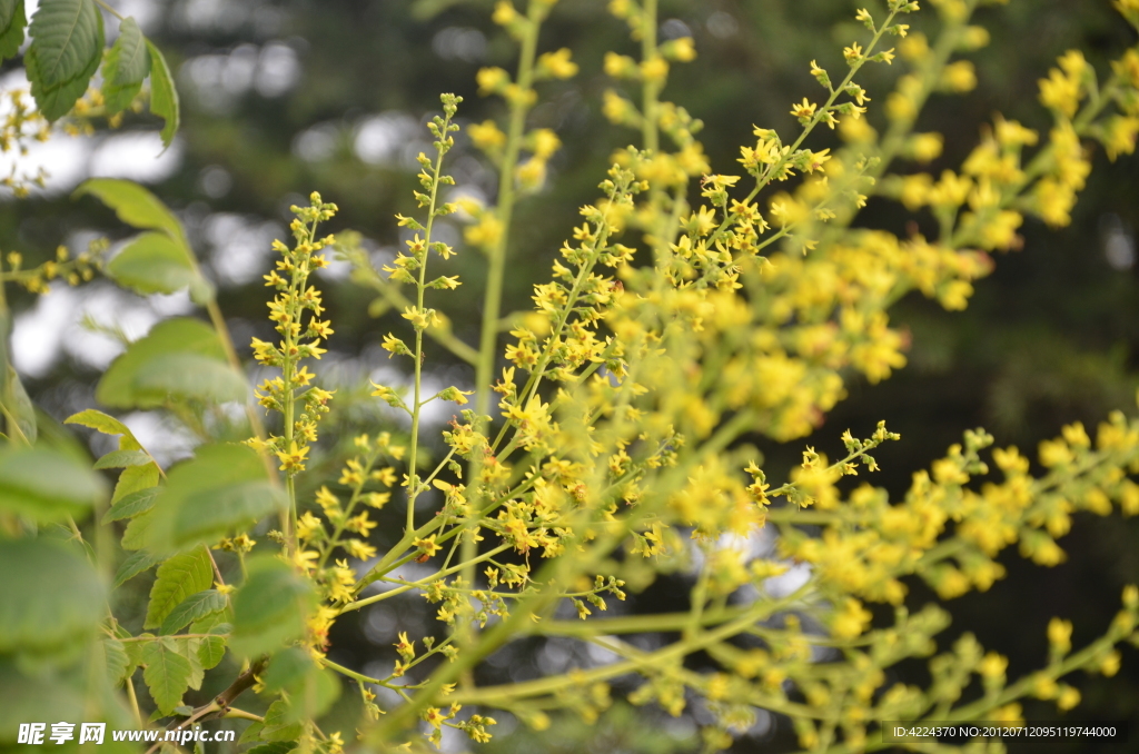 栾树花