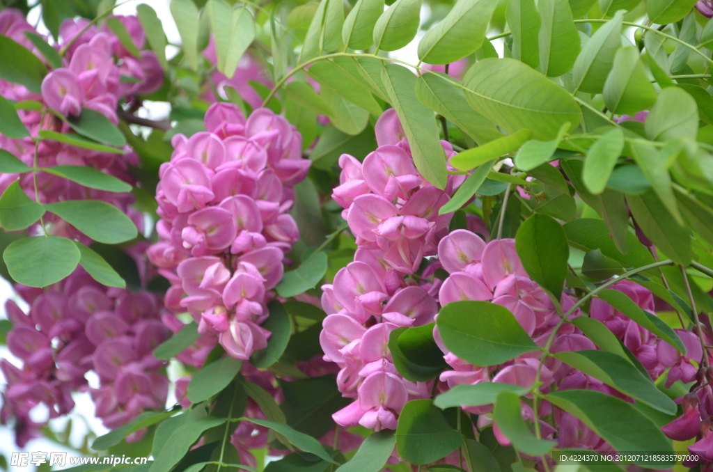 紫槐花