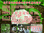 竹荪 竹笋养殖基地