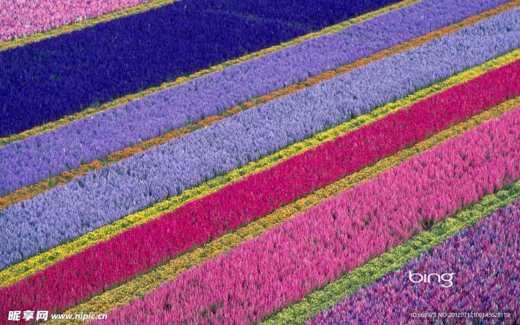 郁金香花海
