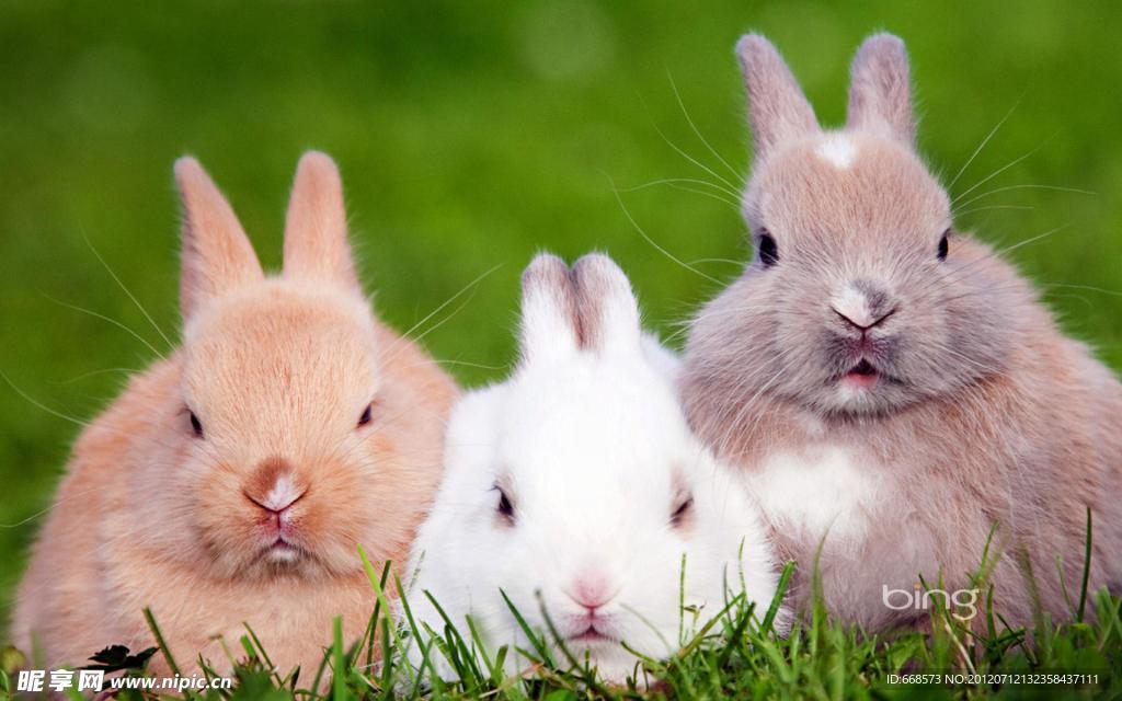 白兔灰兔黄兔