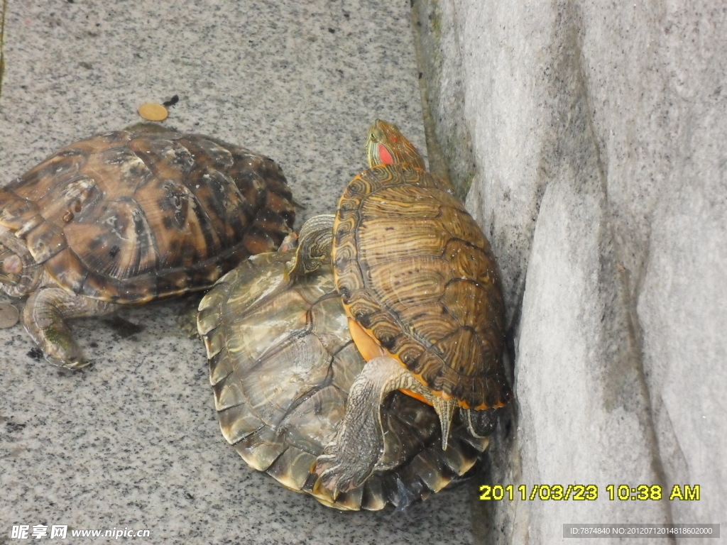 乌龟