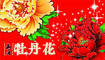 牡丹花