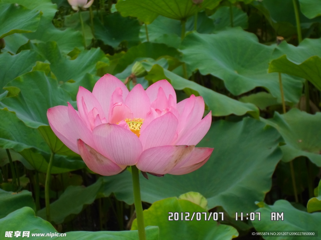 荷花展