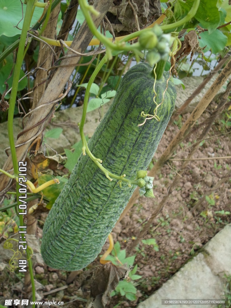 丝瓜