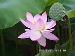 荷花展