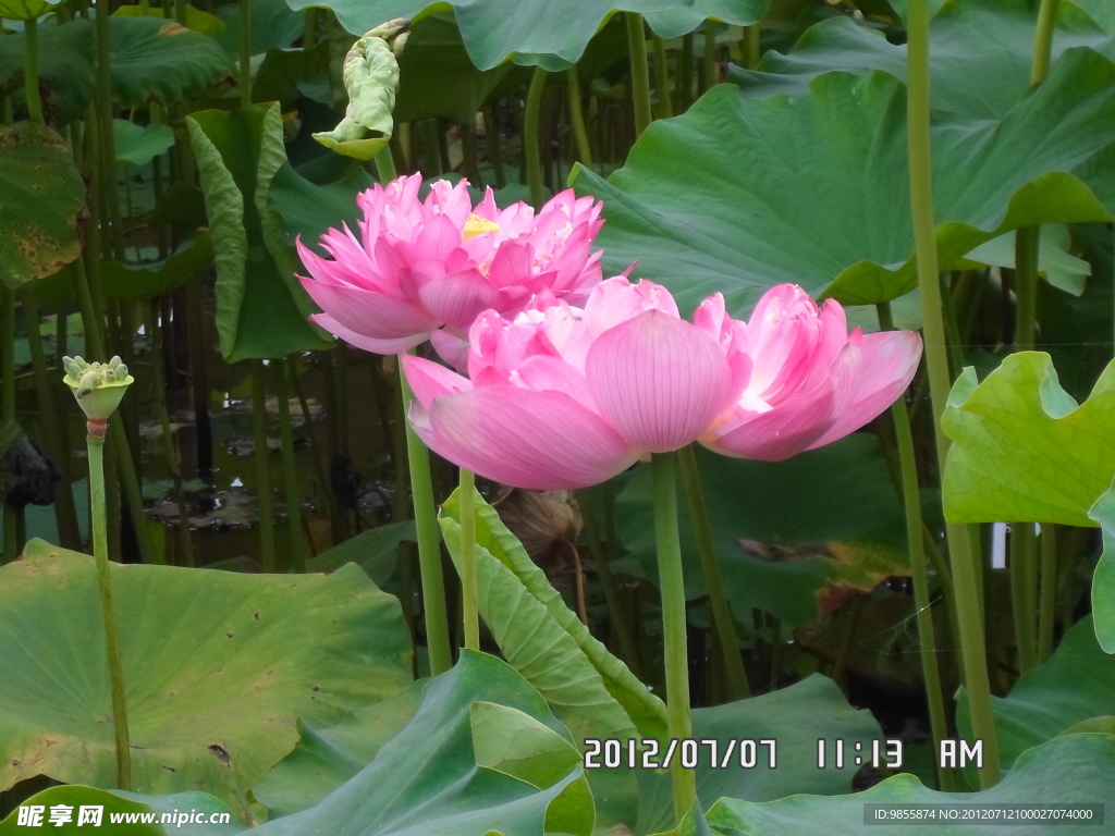 荷花