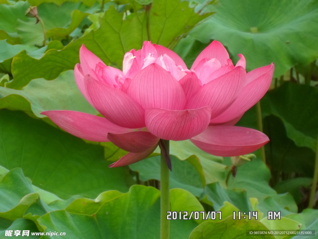 荷花展