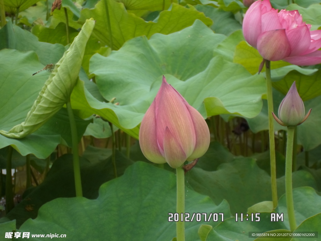 荷花展