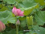 荷花展