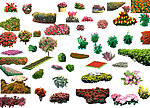 花卉植物图库