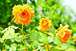 月季花
