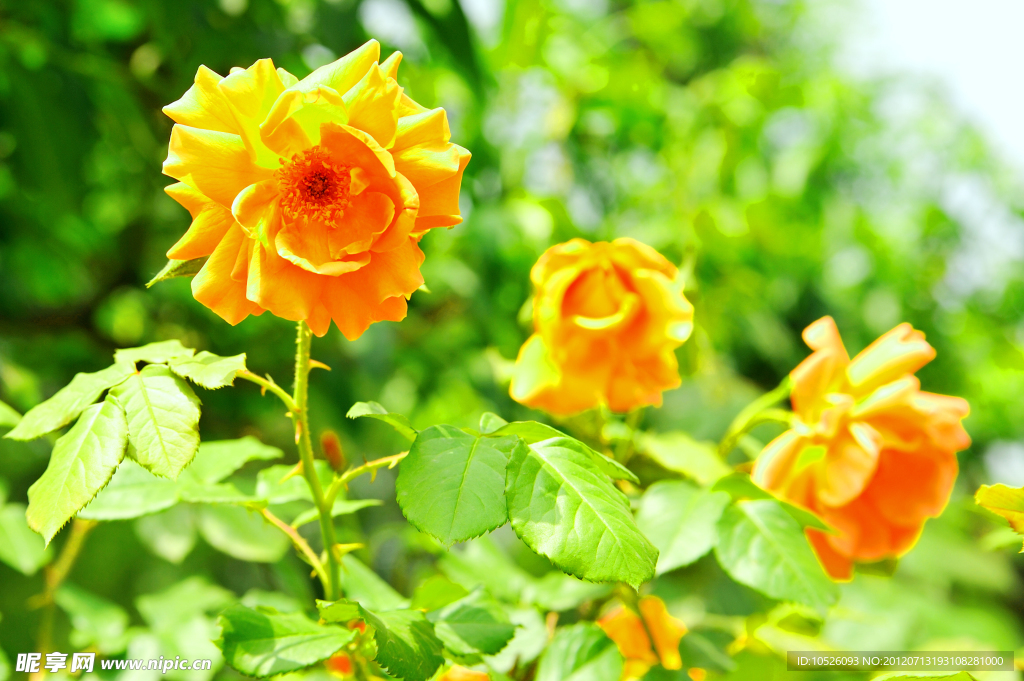 月季花