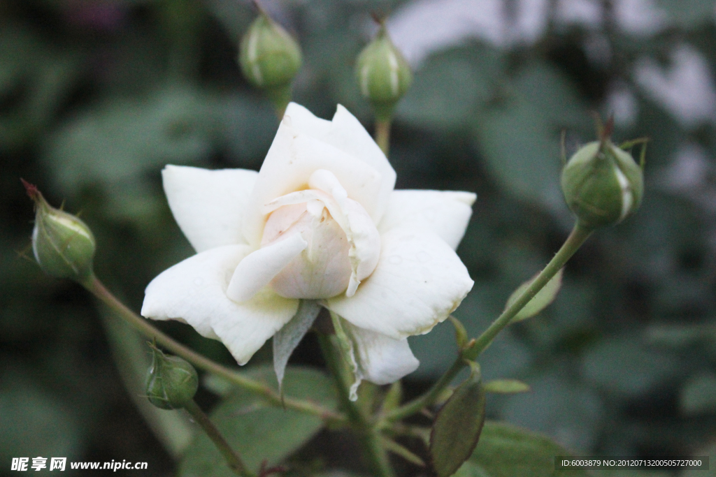 白月季 花蕾