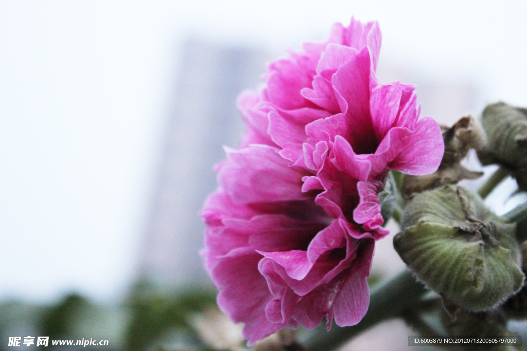 蜀葵 鲜花