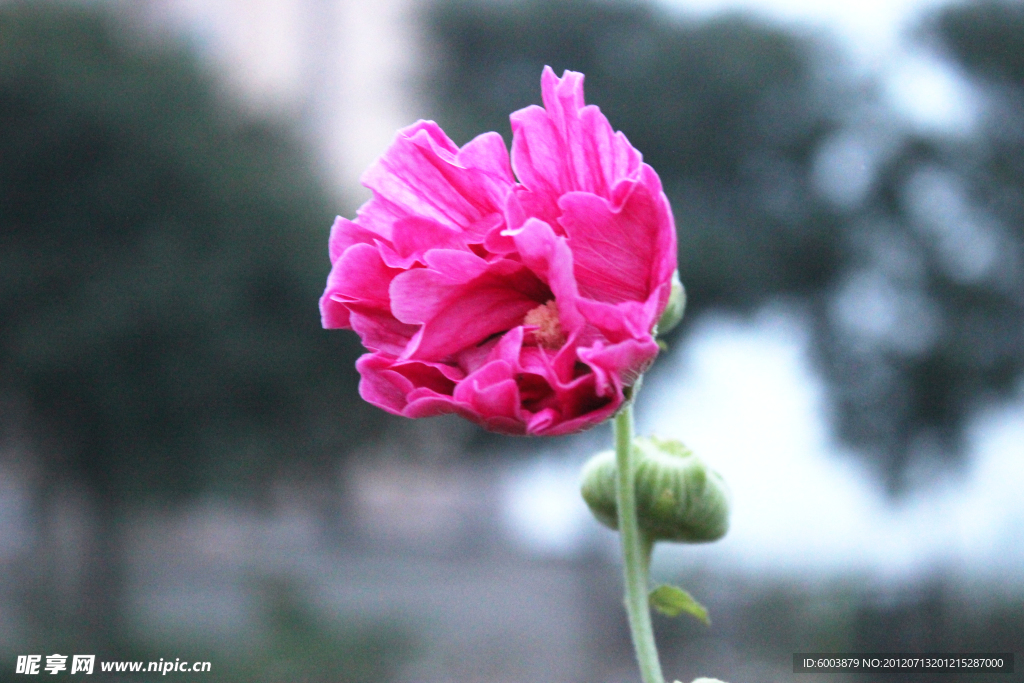 蜀葵 鲜花