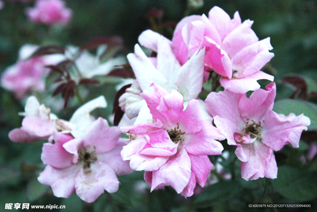 月季 鲜花