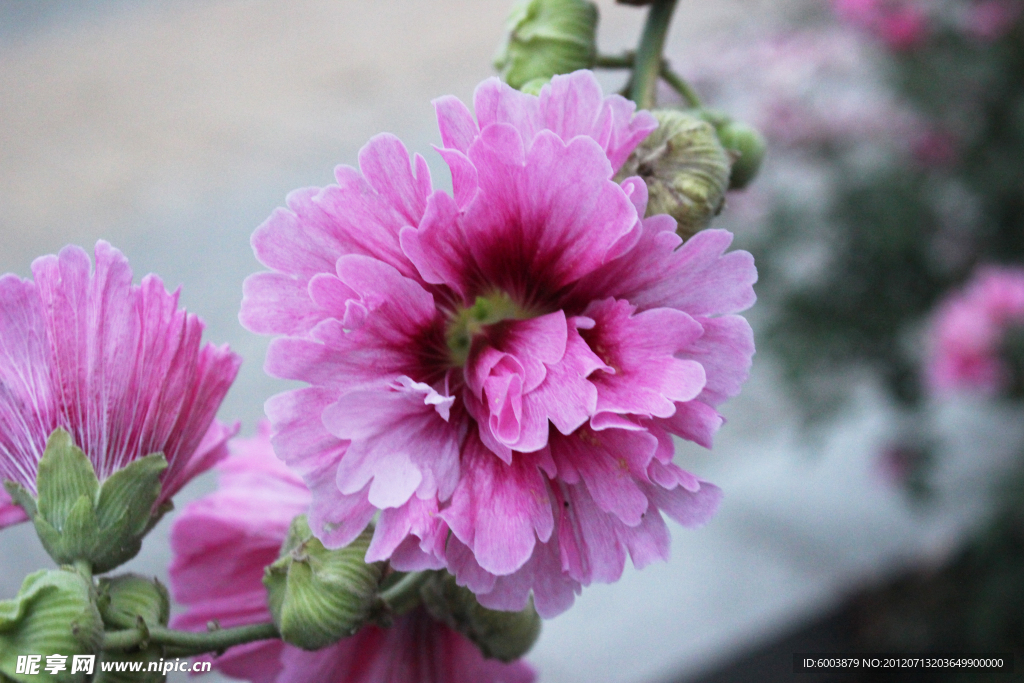 蜀葵 鲜花