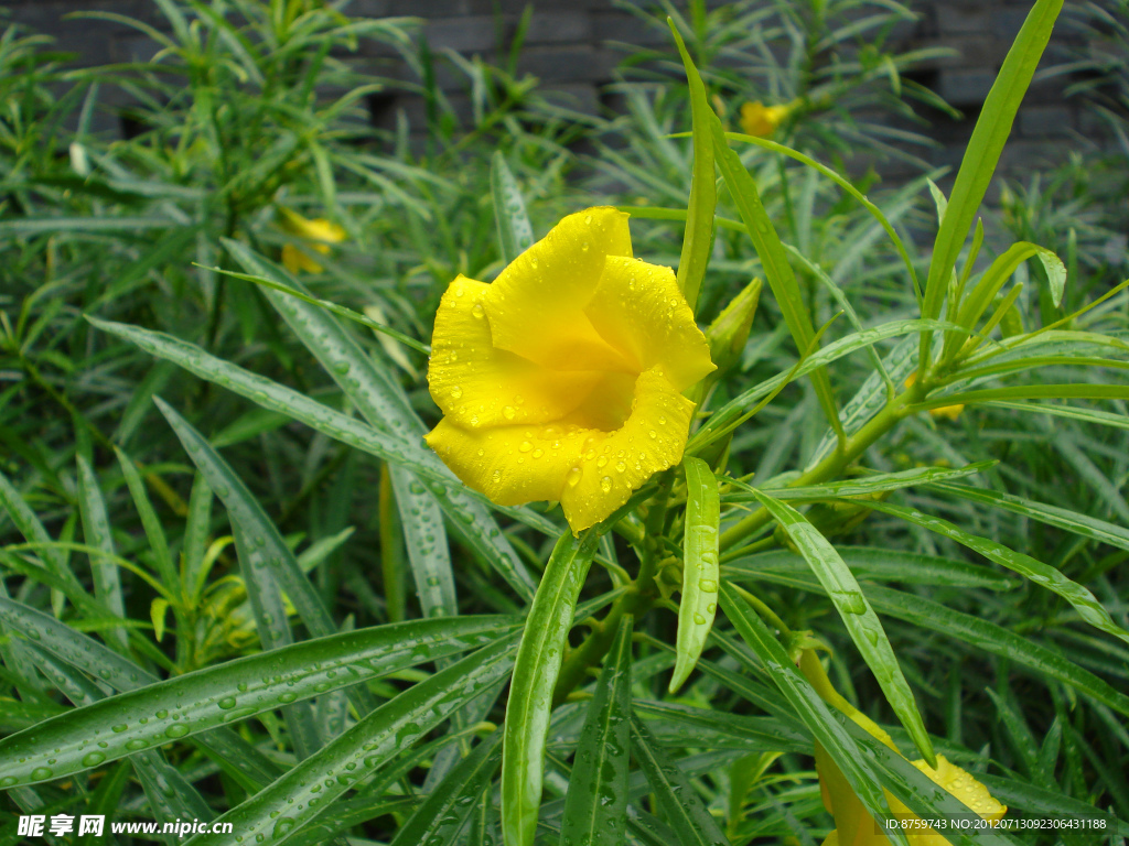 黄花夹竹桃