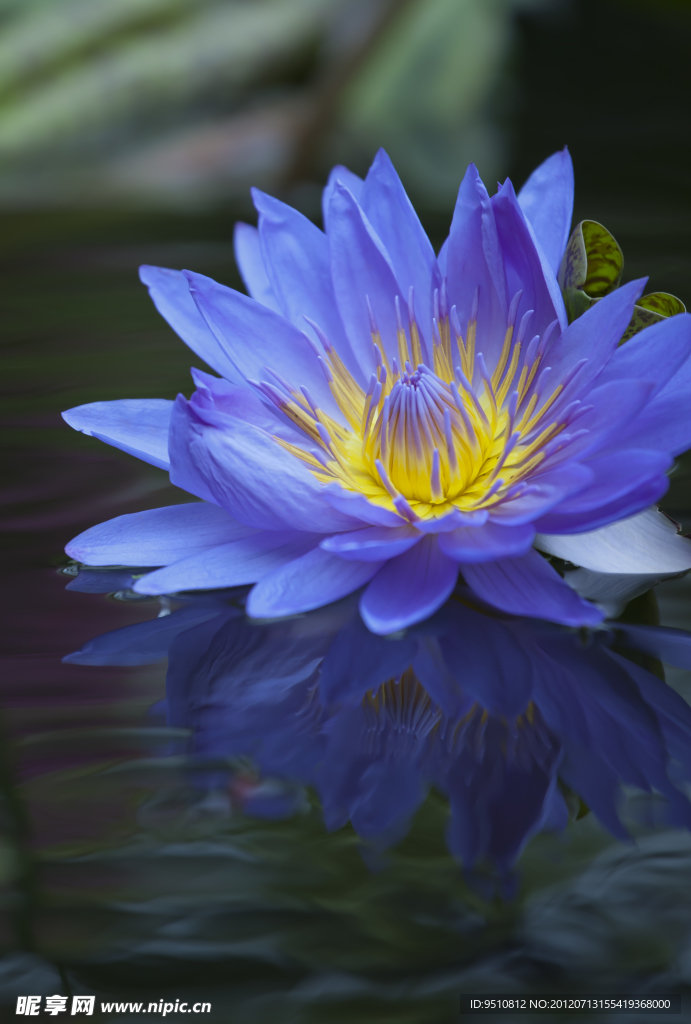 莲花