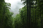 安吉石塔底自然村山上的竹林