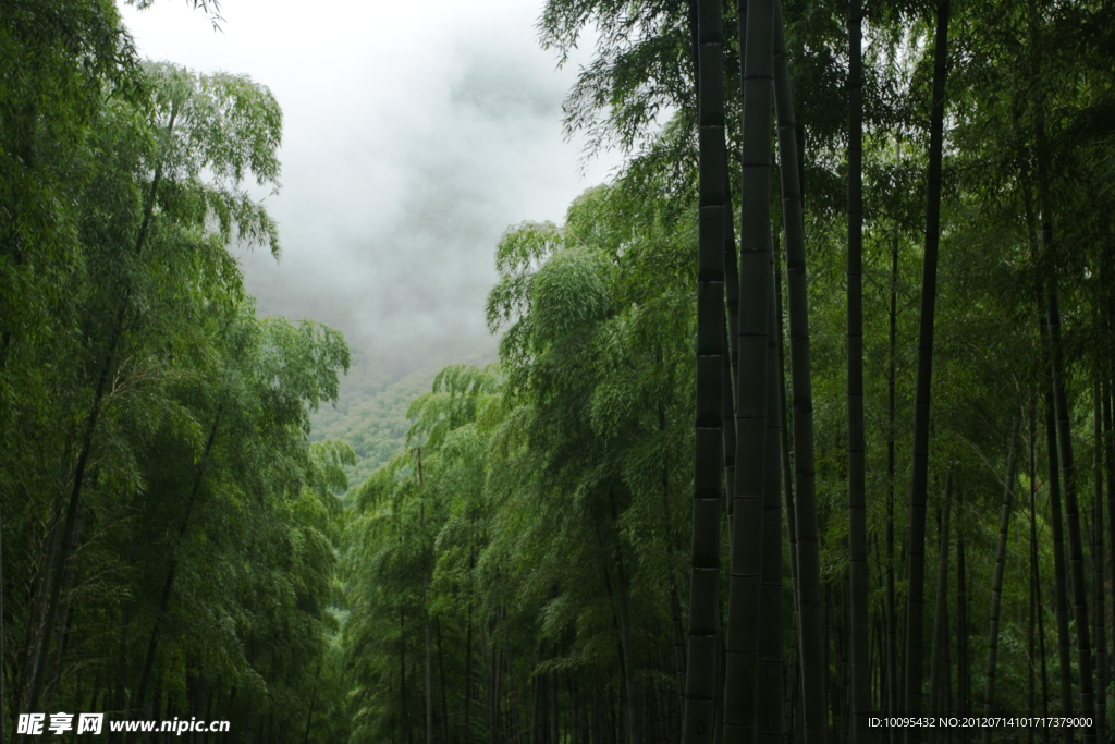 安吉石塔底自然村山上的竹林