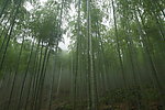 安吉石塔底自然村山上的竹林