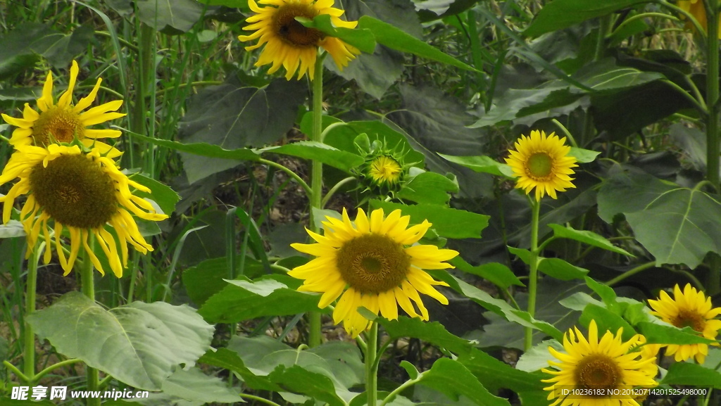 葵花园（非高清）