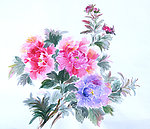牡丹 手绘