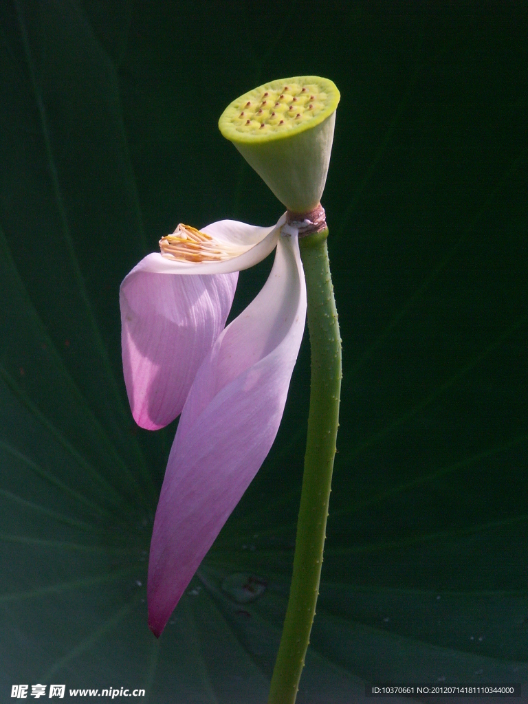 荷花