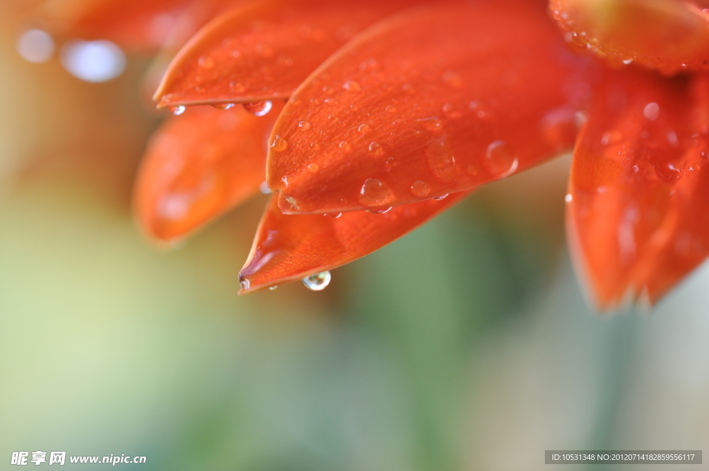 非洲菊