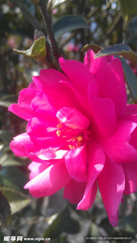 红花 月季花