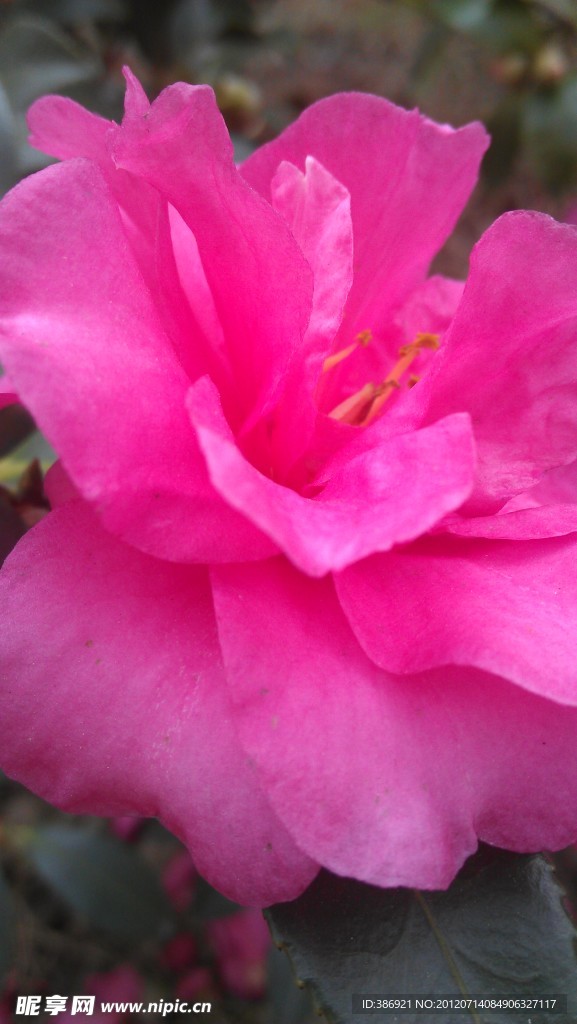 红花 月季花