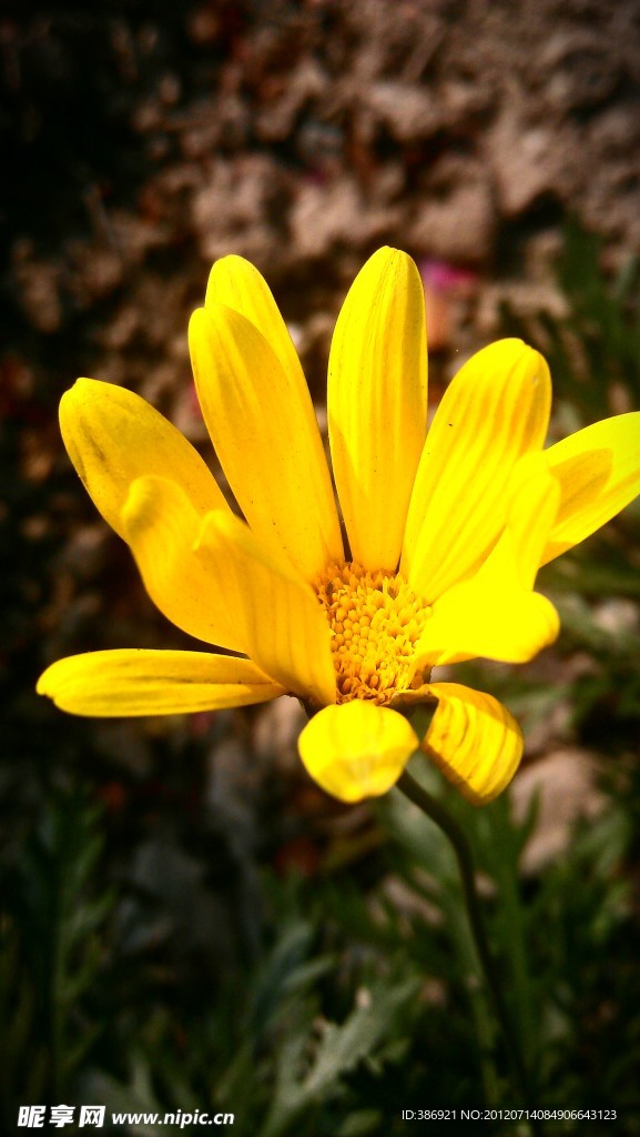 小黄花 菊花 雏菊