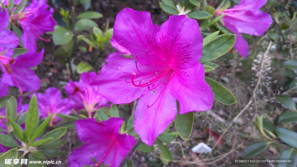 紫色杜鹃花